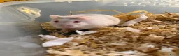 Hamster rodents for sale: Trained Russian dwarf hamster & enclosure. F. 2mo in Princes Risborough - Advert 2