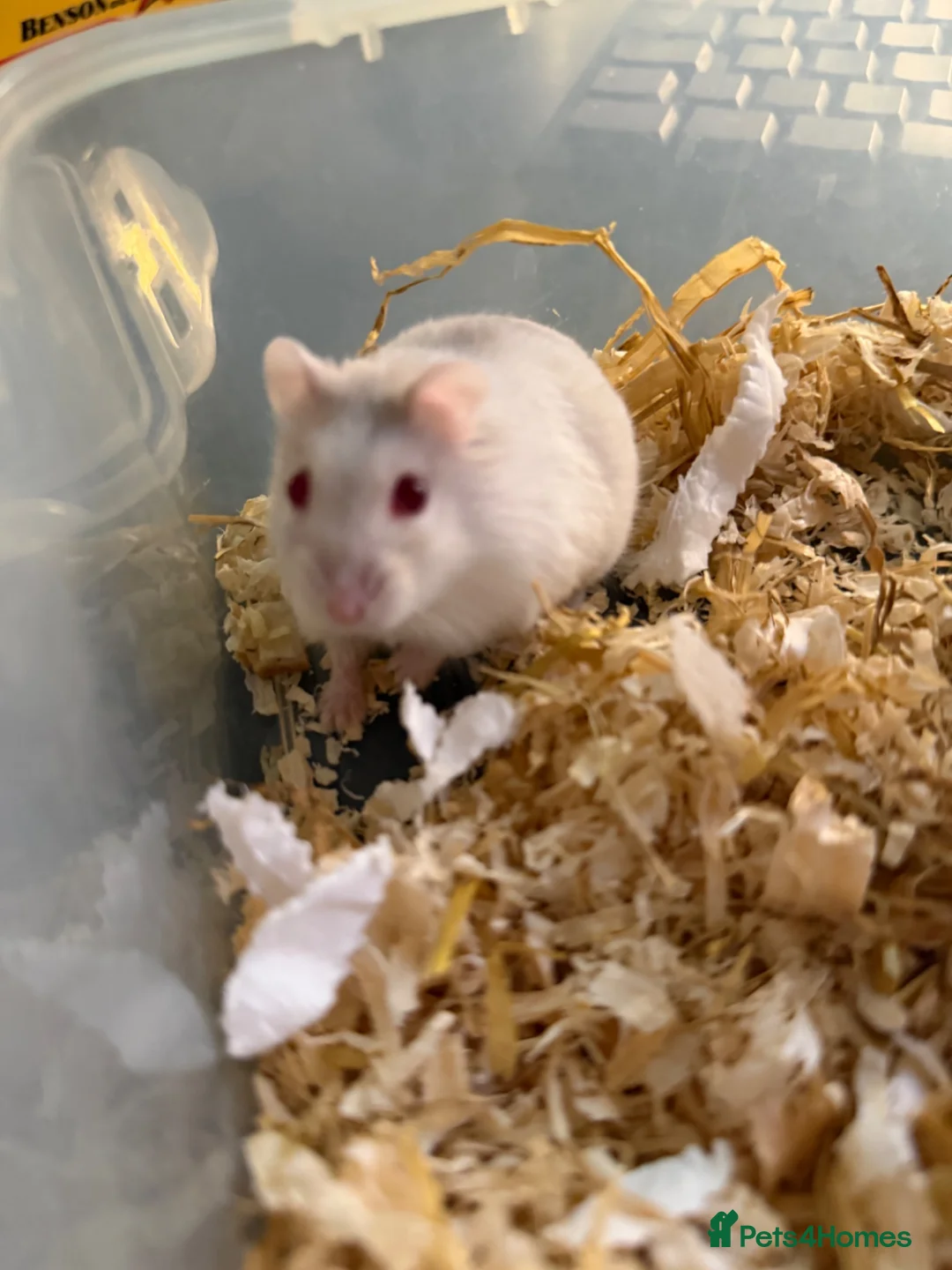 Hamster rodents for sale: Trained Russian dwarf hamster & enclosure. F. 2mo in Princes Risborough - Advert 2