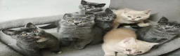 British Shorthair cats for sale: Stunning Rare Colours British Shorthair Kittens - Advert 19