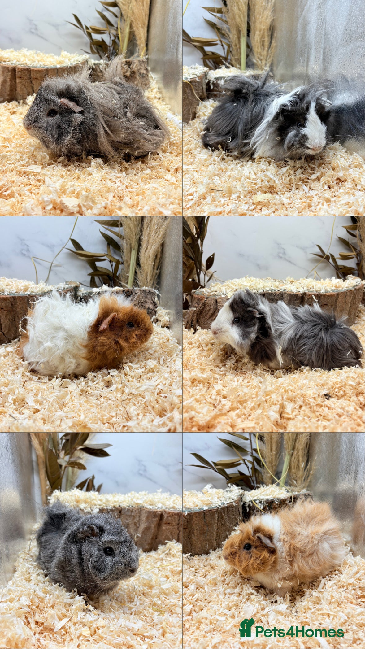 Guinea Pig rodents Multiple Baby Boy Guinea Pigs for sale  - Advert 4