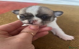 Chihuahua dogs for sale: *Parti Crufts Qualified Champion sired* in Cambridge - Image 14