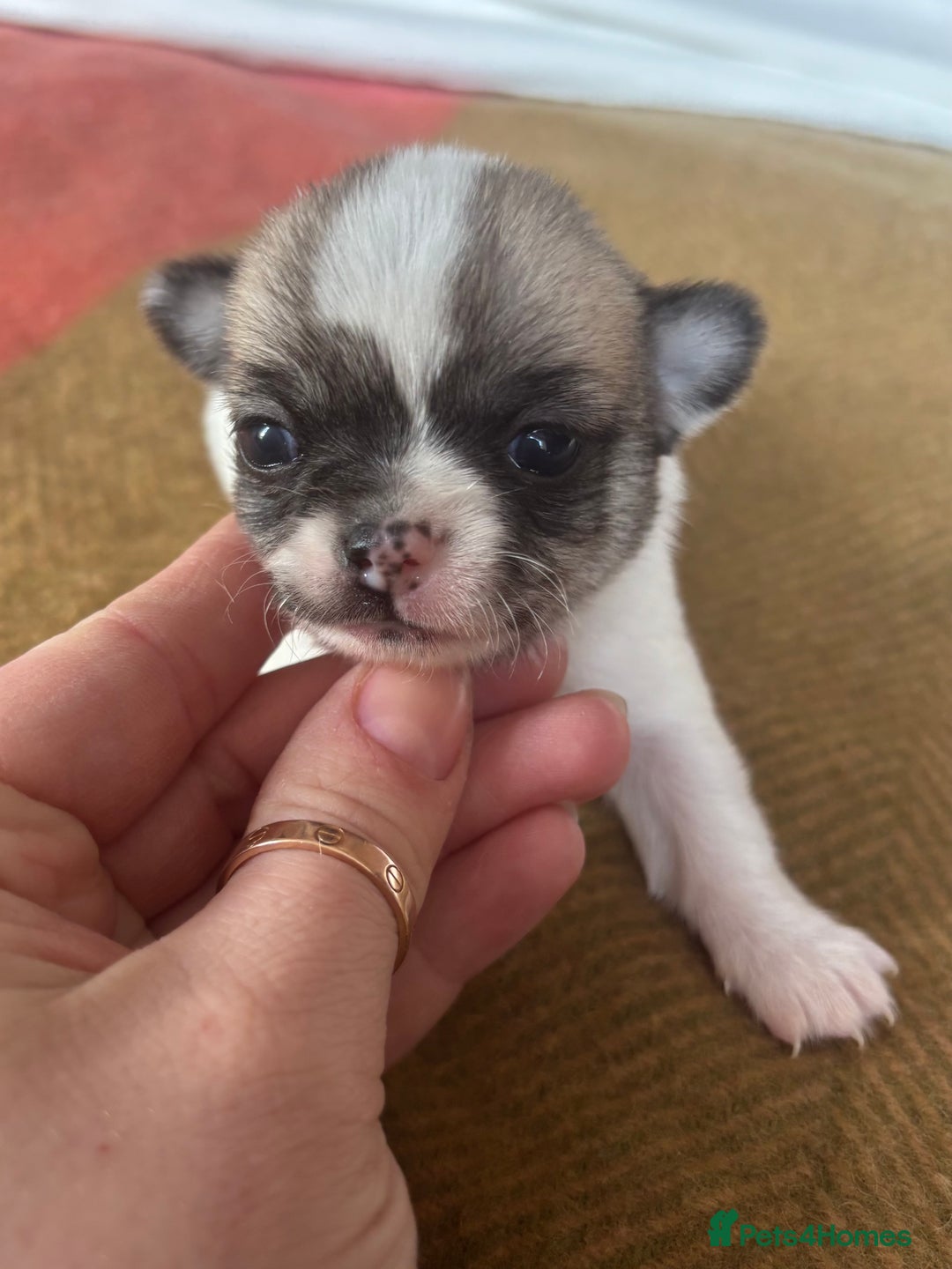 Chihuahua dogs for sale: *Parti Crufts Qualified Champion sired* in Cambridge - Image 14