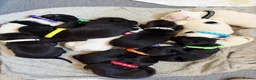 Mixed Breed dogs for sale: 12 stunning sprocker cross blue staffy puppies  - Advert 10