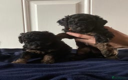Cockapoo dogs for sale: 5 cockapoo puppies - Image 13