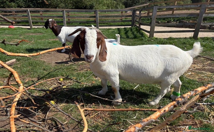 Goats livestock - Advert 1