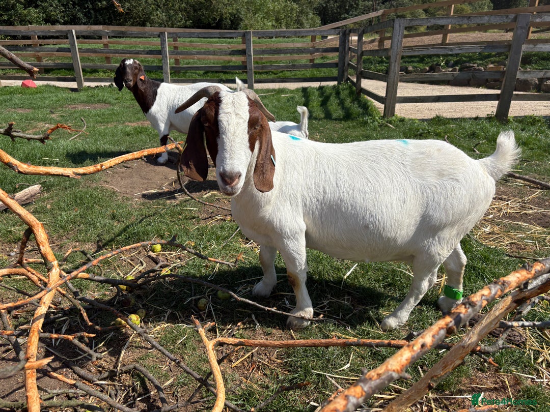 Goats livestock for sale: Nanny Boer goats for sale  - Image 1