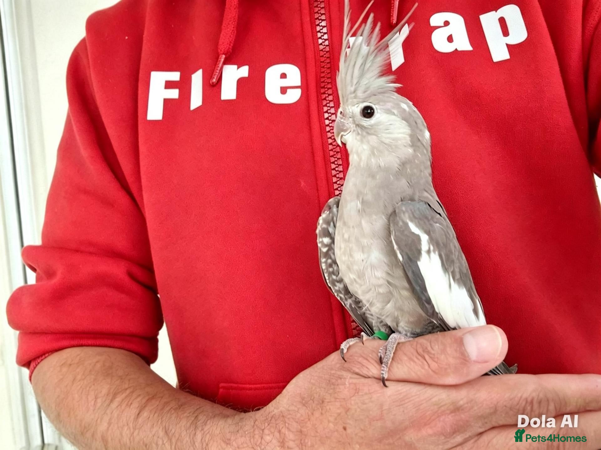 Cockatiels birds Super silly hand tamed baby cockatiel - Advert 1