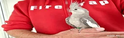Cockatiels birds for sale: Super silly hand tamed baby cockatiel - Advert 1