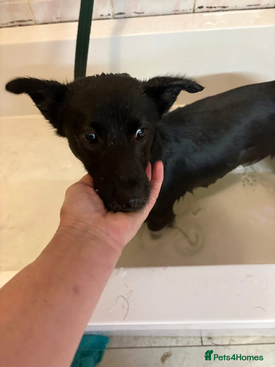 Mixed Breed dogs for adoption: Melody - Norwich Norfolk  - Advert 6