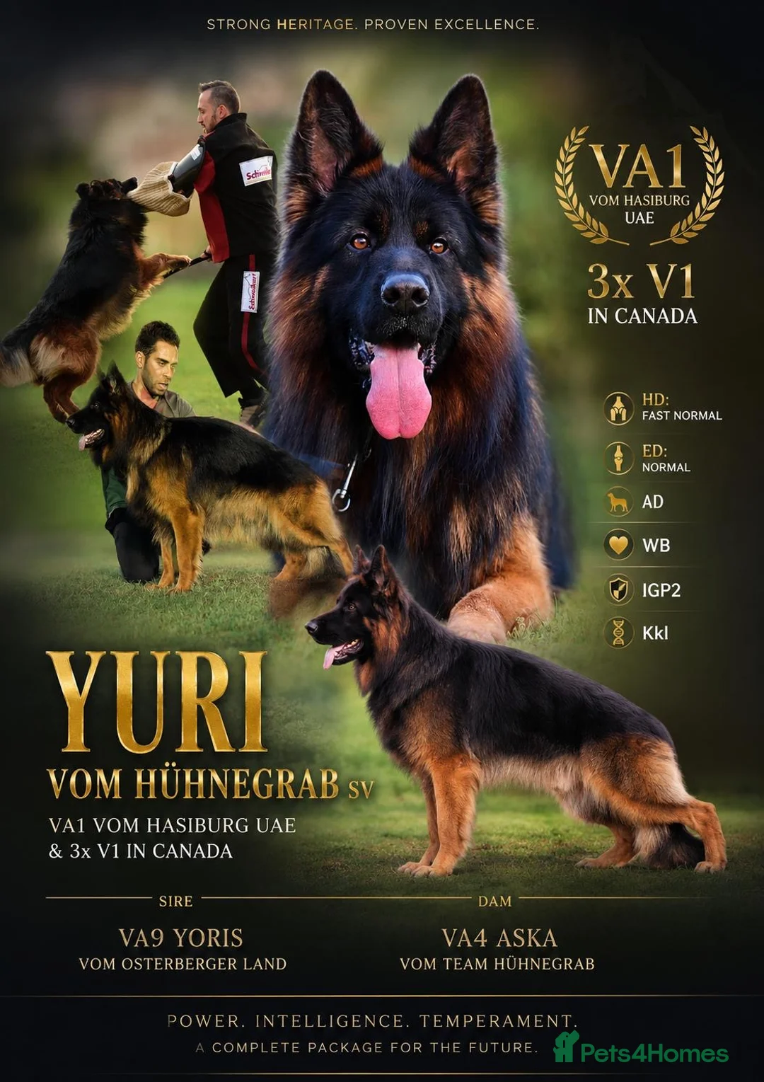 German Shepherd dogs for stud: Exceptional Long Coat GSD Stud Yuri Arriving in UK in Chorley - Advert 2