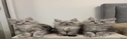 Maine Coon cats for sale: Maine Coon Kittens Looking for Homes!   - Advert 3