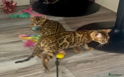 Bengal cats for sale: Stunning 5 Generations Pedigree kittens in London - Image 8