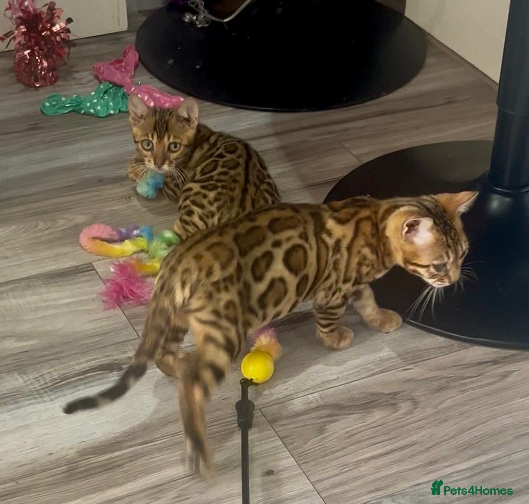 Bengal cats for sale: Stunning 5 Generations Pedigree kittens in London - Image 8