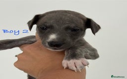 Whippet dogs for sale: KC Registered Whippet Puppies - Image 13