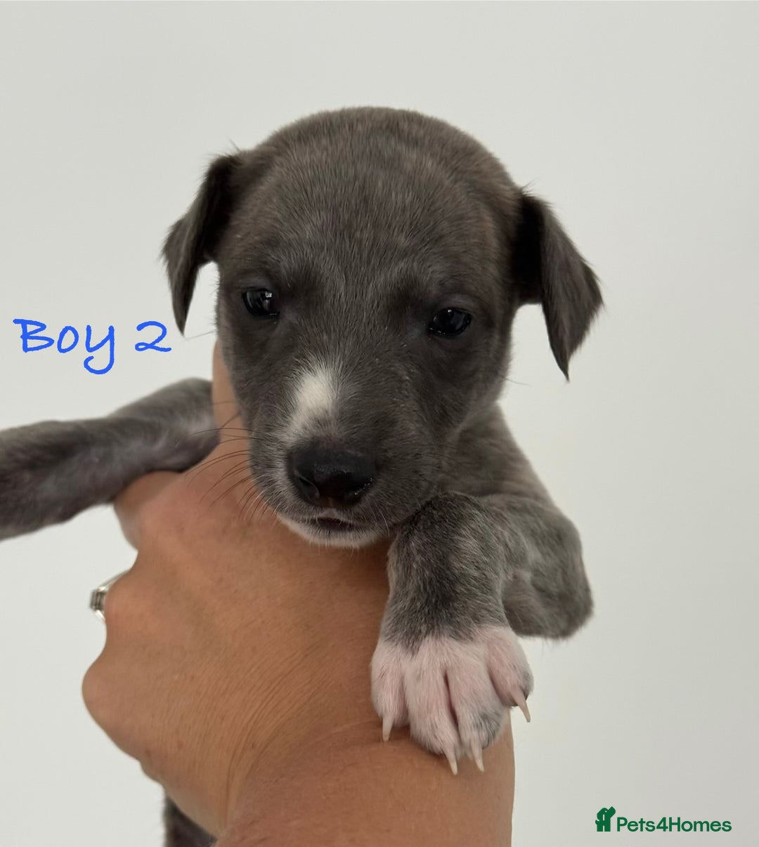 Whippet dogs for sale: KC Registered Whippet Puppies - Image 13