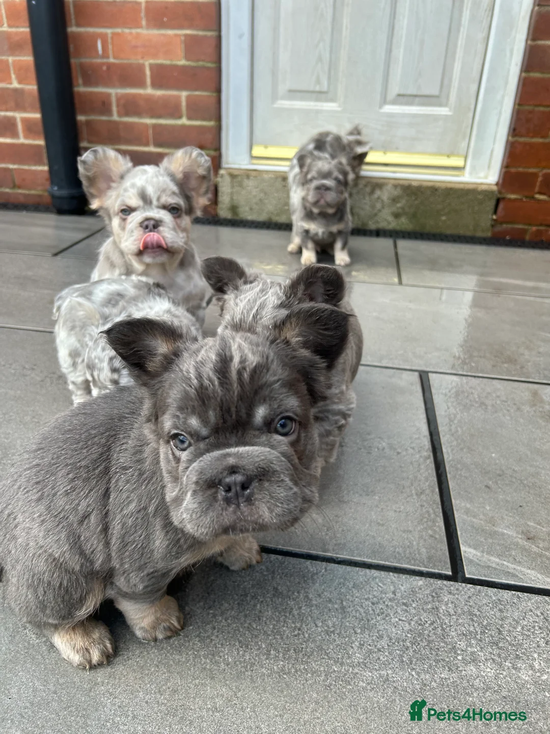 French Bulldog dogs for sale: Fluffy French bulldogs  ** s carrying pink - Advert 8