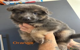 German Shepherd dogs for sale: German shepherd  - Image 29
