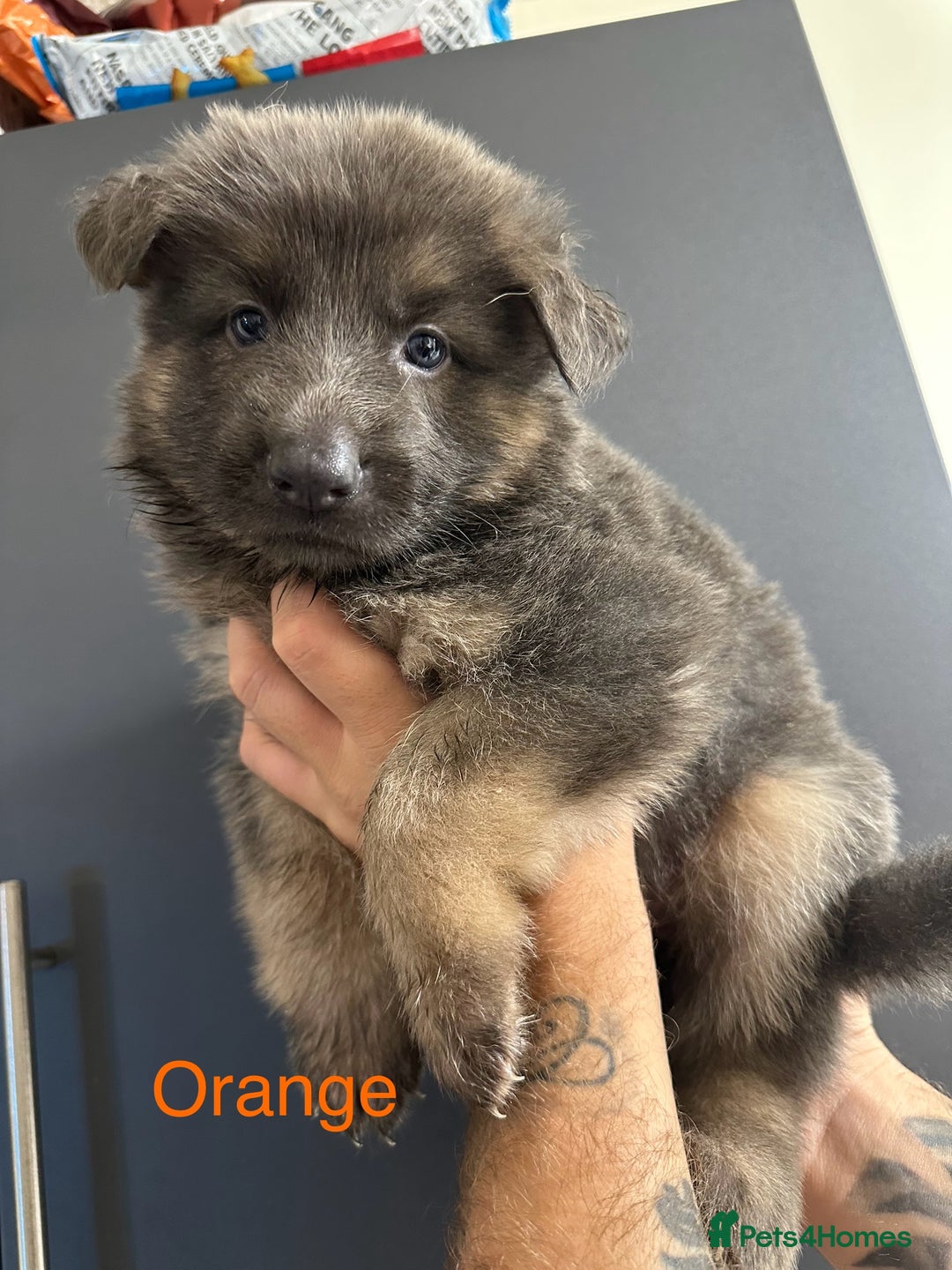 German Shepherd dogs for sale: German shepherd  - Image 29