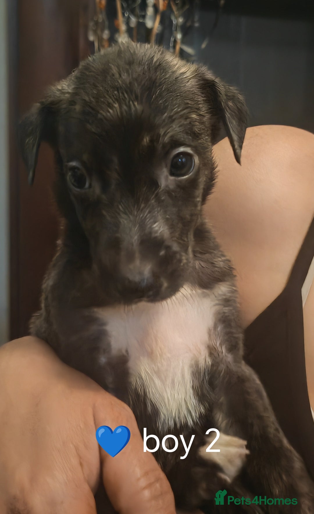 Mixed Breed dogs for sale: Bull grey whippet - Image 2