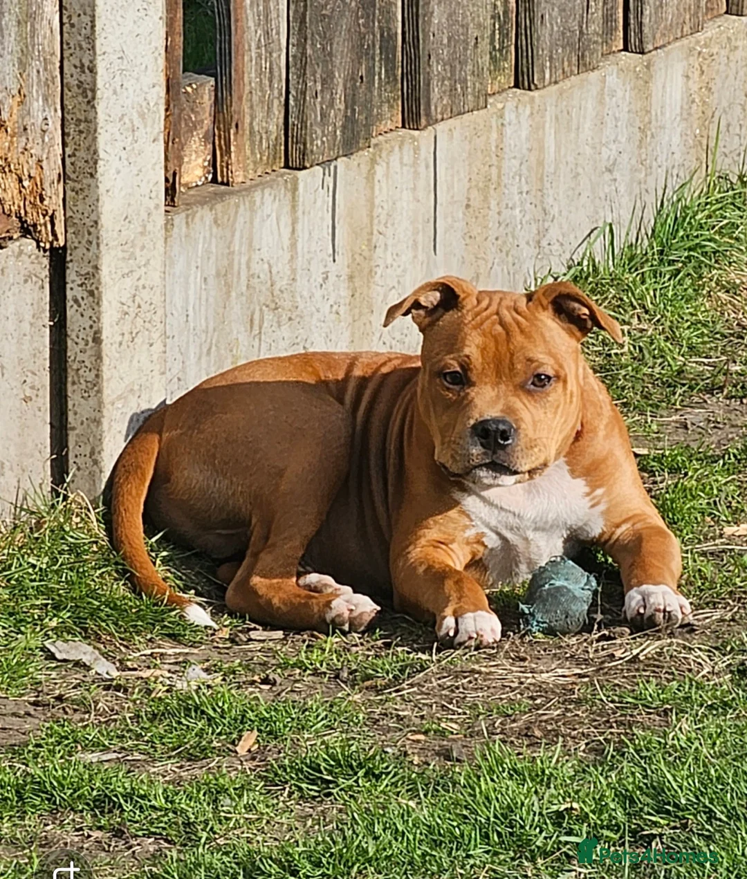 Staffordshire Bull Terrier dogs for stud: 🥨STUD FOR SALE🥨 in Rochdale - Advert 14