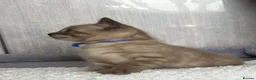 Bengal cats for sale: TICA registered Seal Solid Silver Mink Bengals - Advert 21