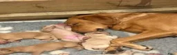 Labrador Retriever dogs for sale: Stunning Fox Red Labrador Puppies - Family Raised in Nantwich - Advert 6