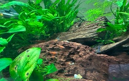 Plecos fish for sale: Juvenile bristle-nose plecos - Image 15