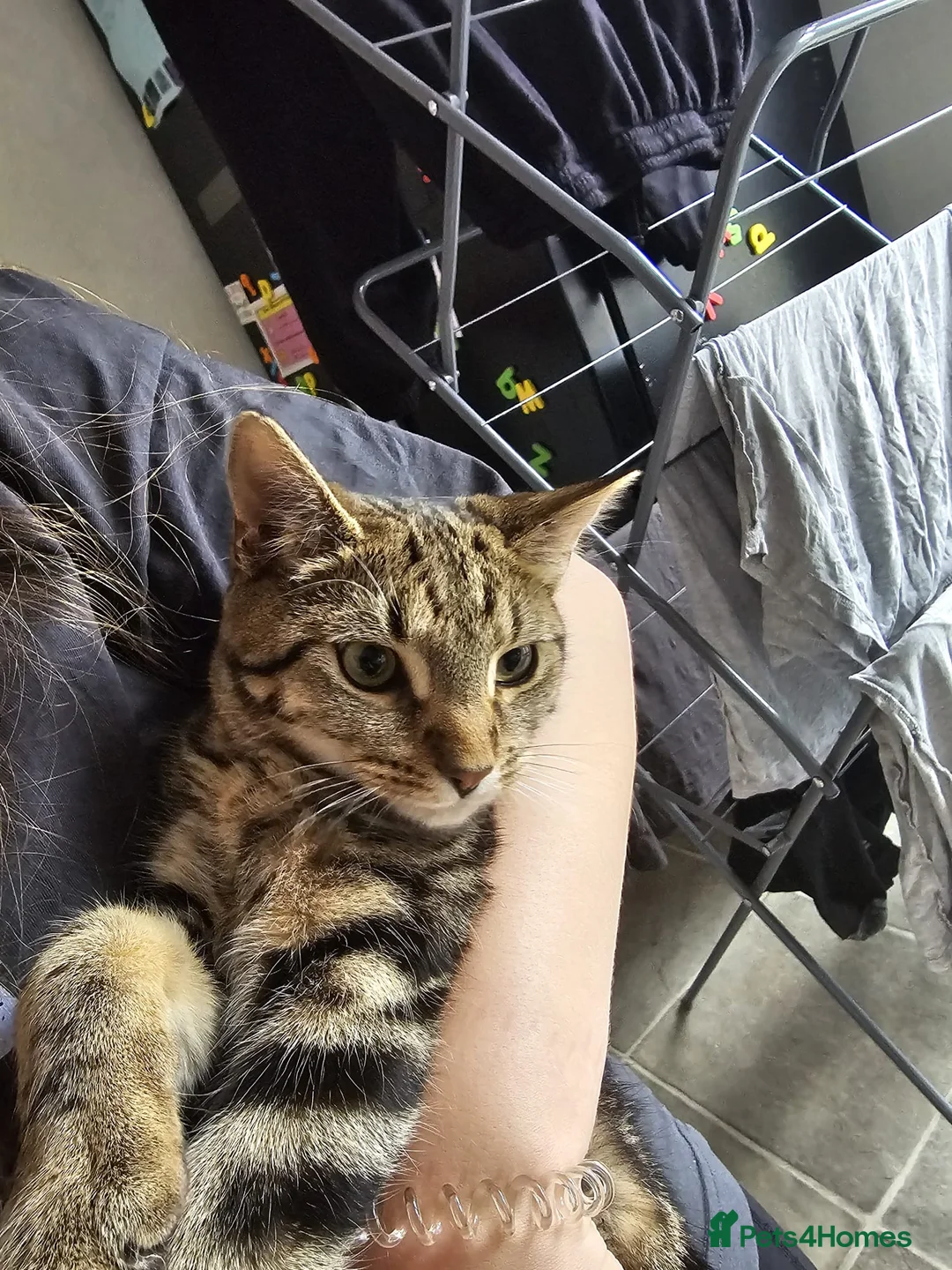 Mixed Breed cats for sale: Beautiful tabby - mixed bengal cat - Advert 2