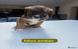 Saint Bernard dogs for sale: Outstanding Mini Saint Bernadoodle Puppies - Image 26