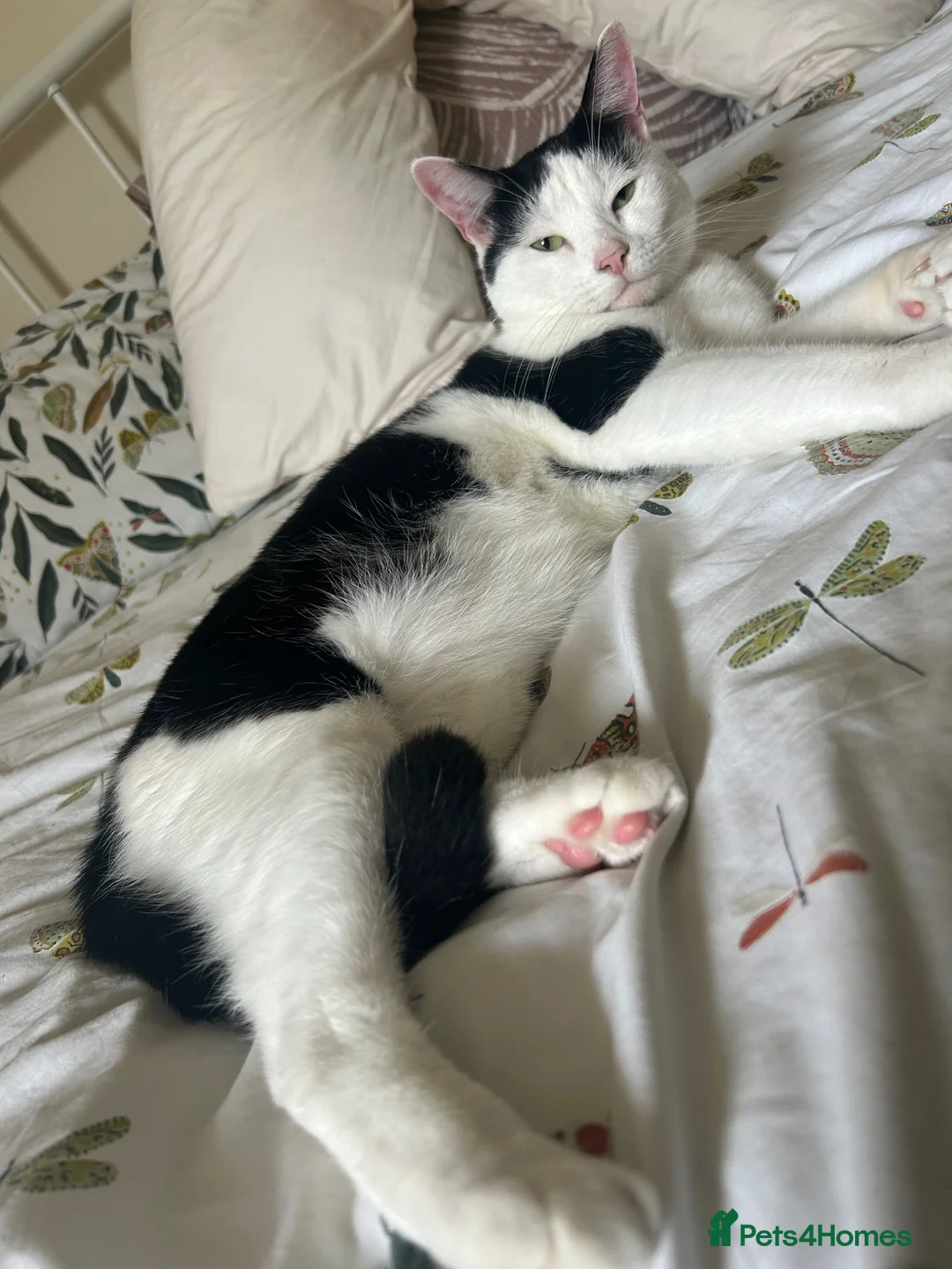 Mixed Breed cats for sale: Cat for re home  - Advert 6