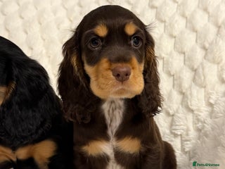 Cocker Spaniel dogs 🌟Show Cocker spaniel puppies🌟 - Advert 1