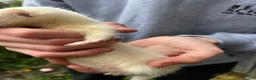 Ferret rodents for sale: Ferret kits  in Belper - Advert 4