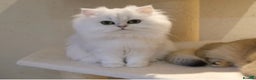 Scottish Fold cats for sale: 🐾 Adorable Pedigree Scottish Kittens! 🐾 - Advert 5
