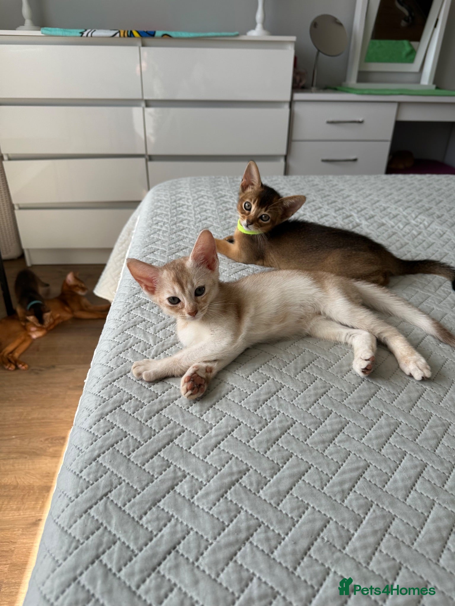 Abyssinian cats Abyssinian kittens  - Advert 2