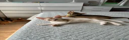 Abyssinian cats for sale: Abyssinian kittens  - Advert 11
