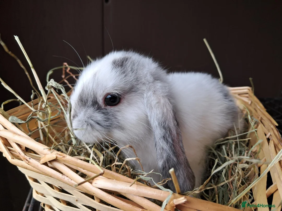 Mini Lop rabbits for sale: Baby lops in Rugeley - Advert 2