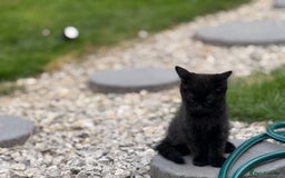 Persian cats for sale: Persian mixed kittens ready to find forever home  - Image 2