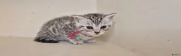 Bengal cats for sale: Bengal X British shorthair - Advert 6