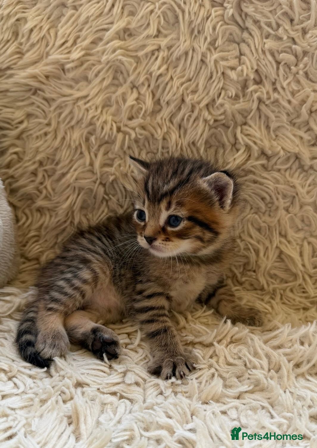 Maine Coon cats for sale: Maine Coon Cross Kittens Seeking Forever Homes - Advert 17