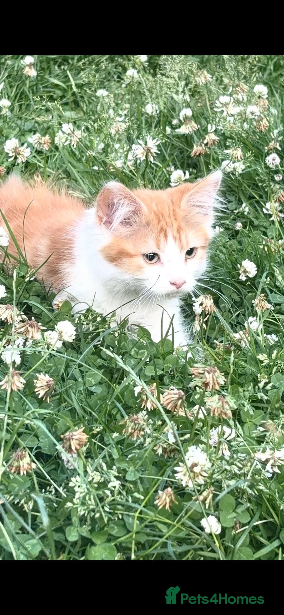 Domestic Shorthair cats for sale: 5 beautiful kittens  in Bromsgrove - Advert 2