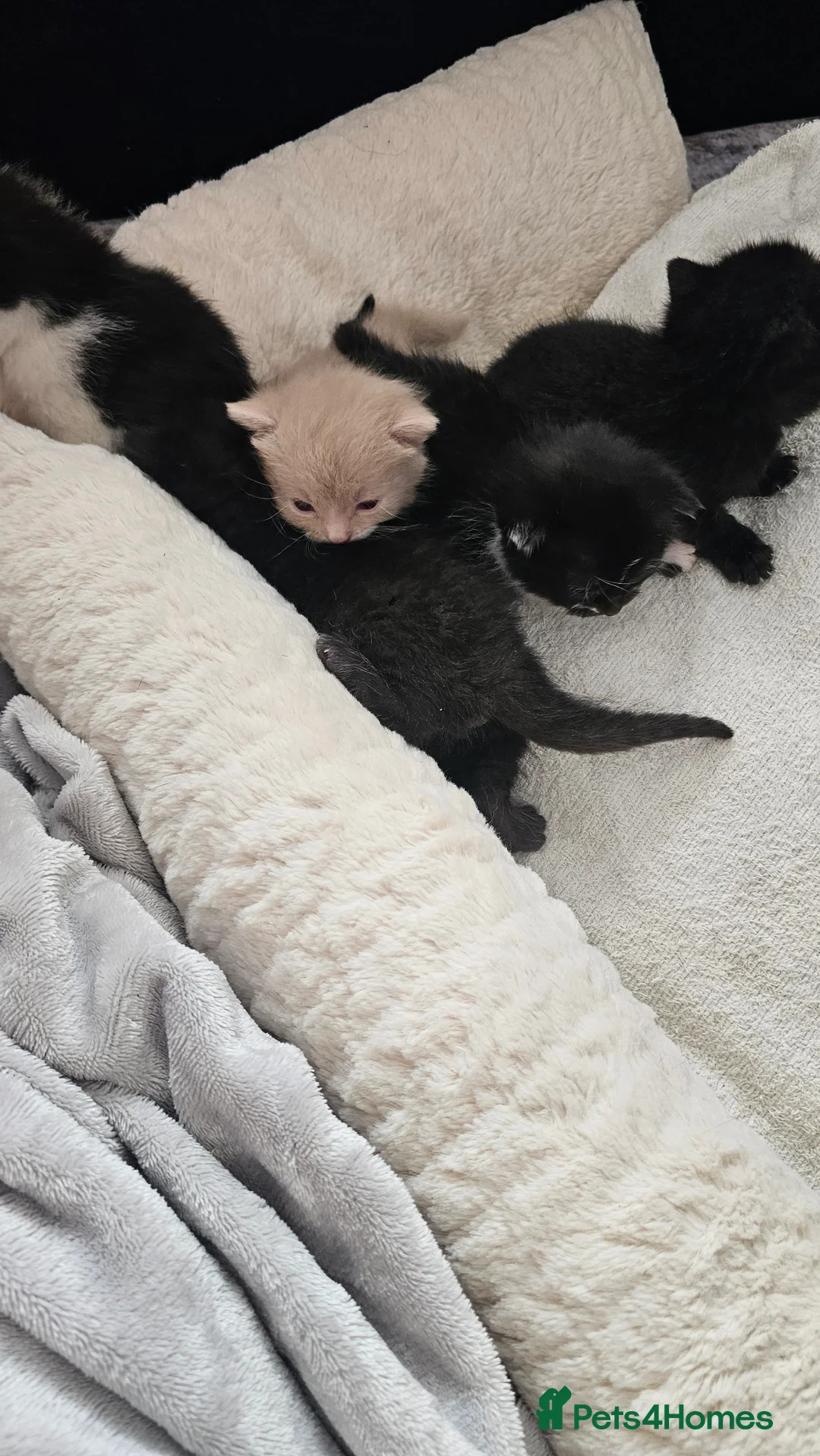 Mixed Breed cats for sale: 5 lovely kitten 😸 looking for loving families  - Advert 1