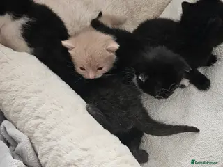 Mixed Breed cats 5 lovely kitten 😸 looking for loving families - Advert 2