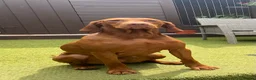 Hungarian Vizsla dogs for sale: Hungarian Vizslas from Licenced Breeder - Advert 10