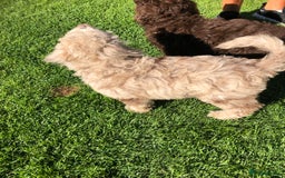 Cockapoo dogs for sale: Cockerpoo girl 11weeks old  - Image 16