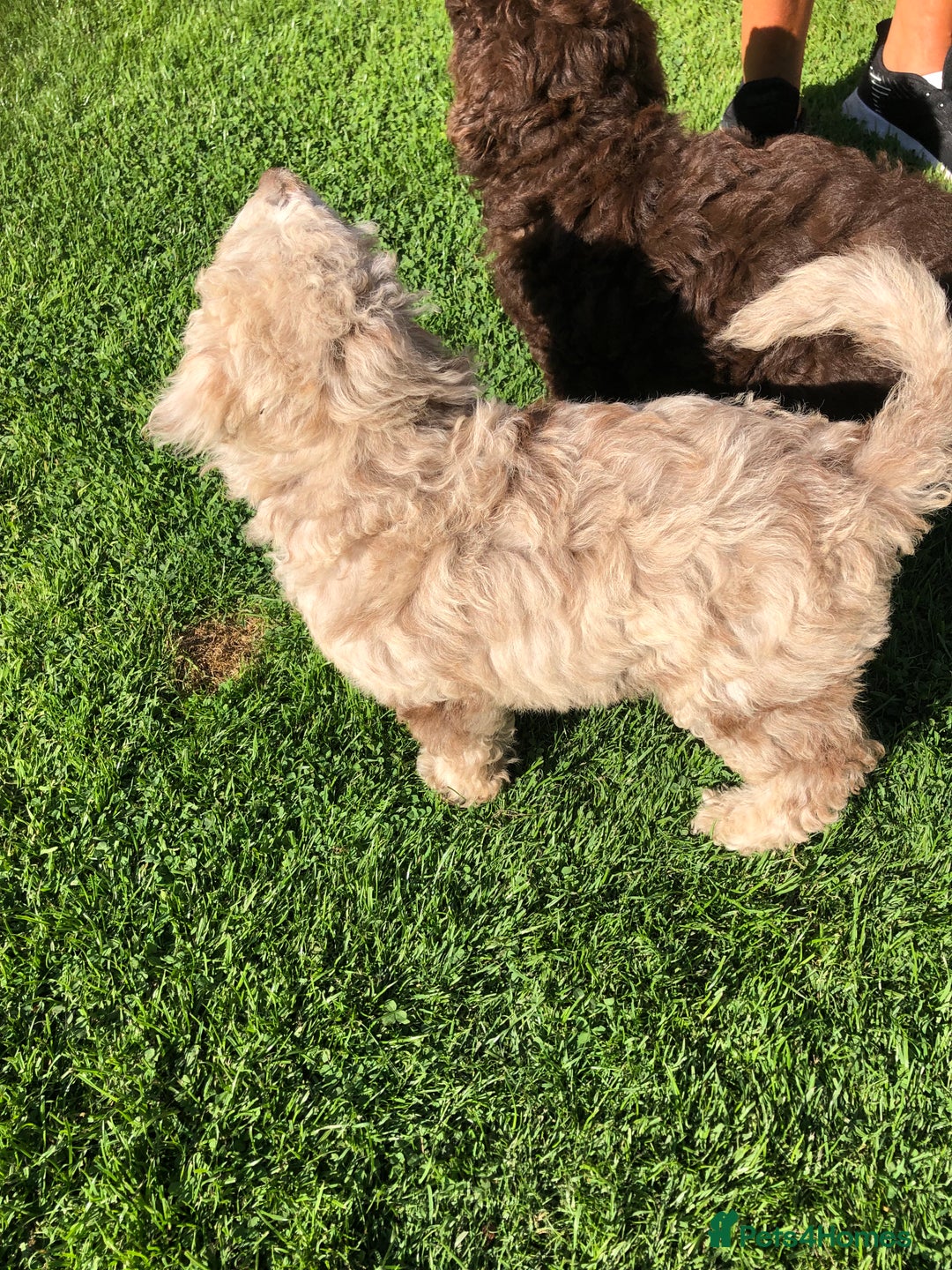 Cockapoo dogs for sale: Cockerpoo girl 11weeks old  - Image 16