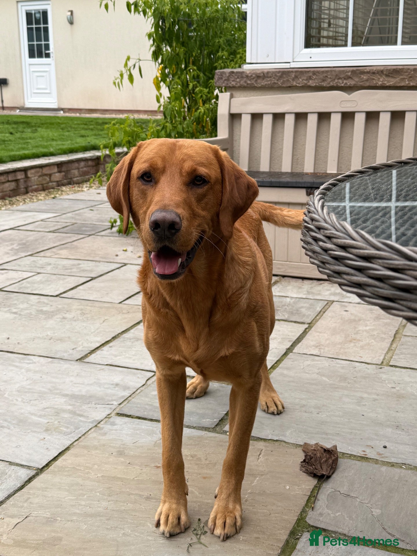 Labrador Retriever dogs ‘Bear’ Fox Red for stud.  - Advert 1
