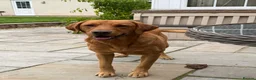 Labrador Retriever dogs for stud: ‘Bear’ Fox Red for stud.  - Advert 1
