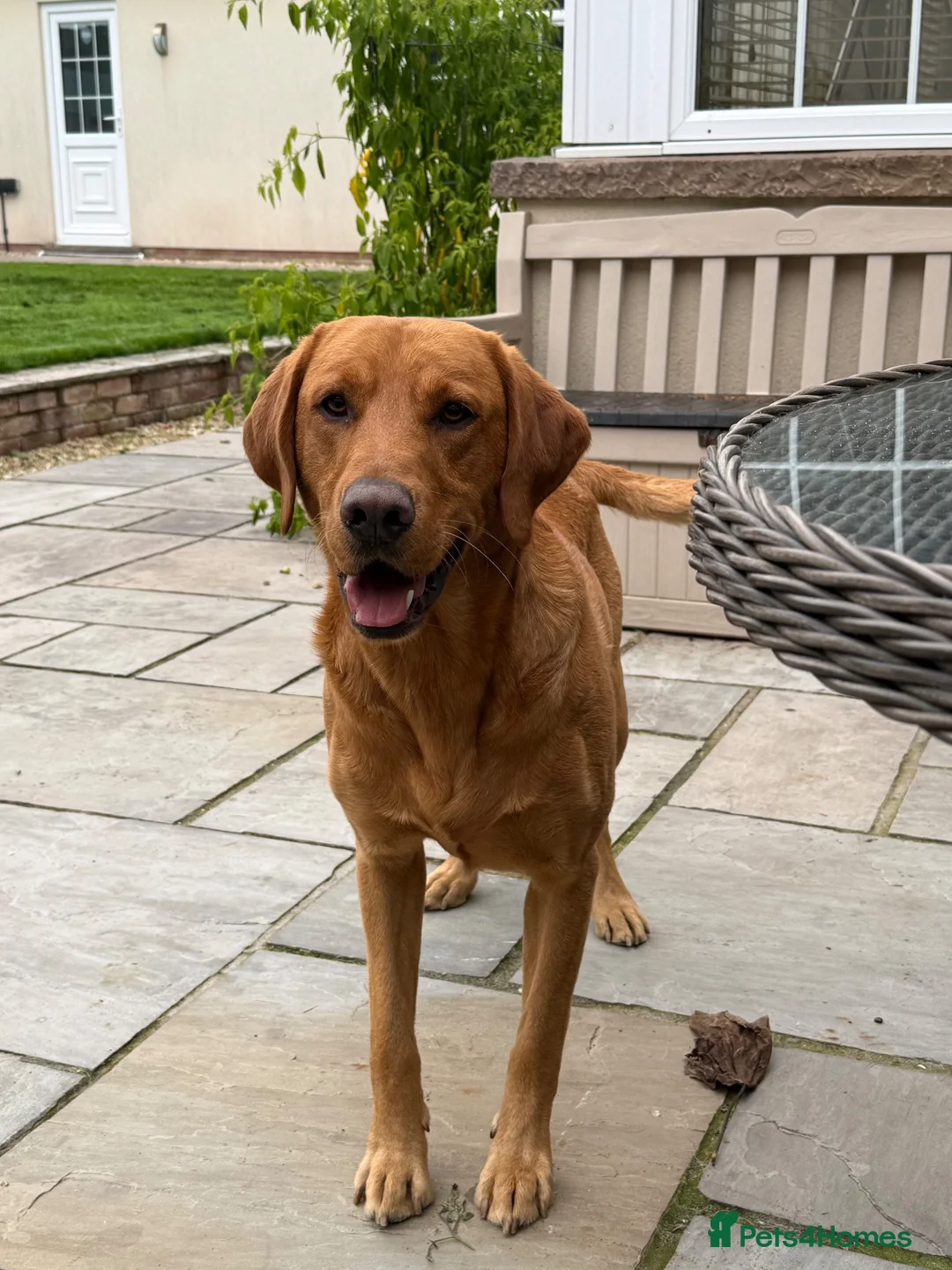 Labrador Retriever dogs for stud: ‘Bear’ Fox Red for stud.  - Advert 1