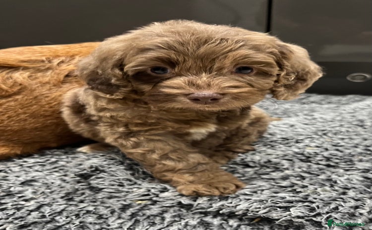 Cockapoo dogs - Advert 2