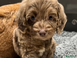 Cockapoo dogs for sale - Advert 1